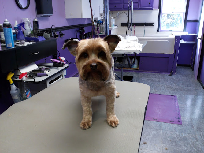 Oley Valley Pet Salon