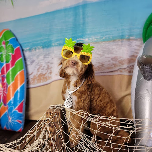 Olive my grooming to you! (NON-MOBILE)