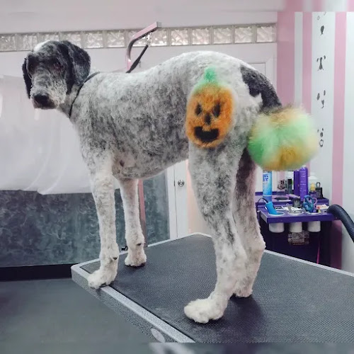 Olive, My Love Dog Grooming