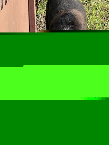 On The Go Grooming & Country Paw Kennels