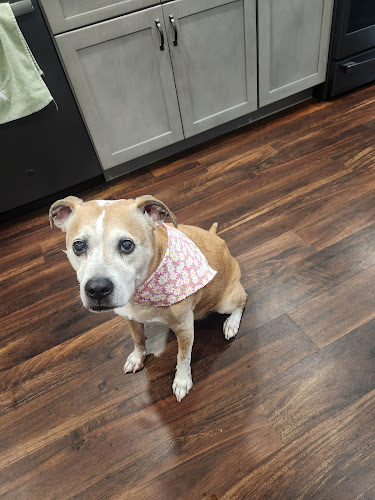 One Paw Away Dog Grooming