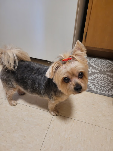 OnePupTwoPup Dog Grooming