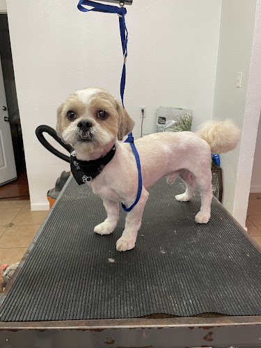 P.G.S Pet Grooming Salon