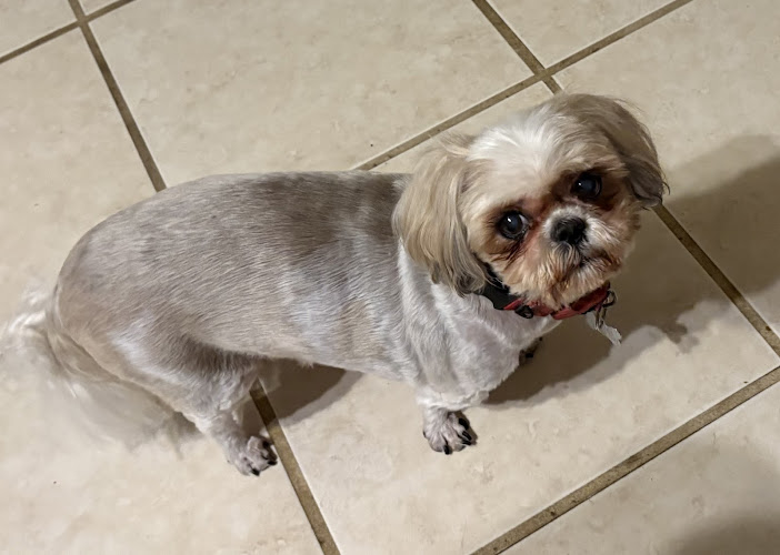 Pamela's Dog Grooming