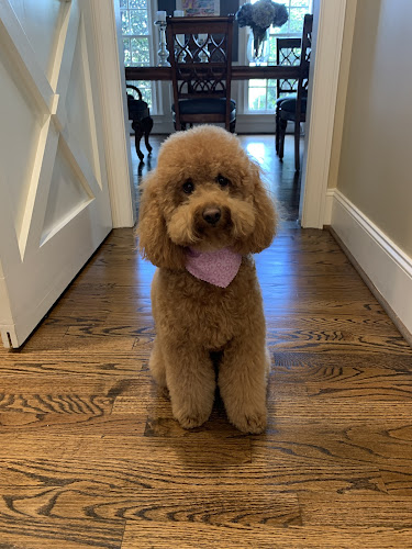 Pampered Paws at The Fountains