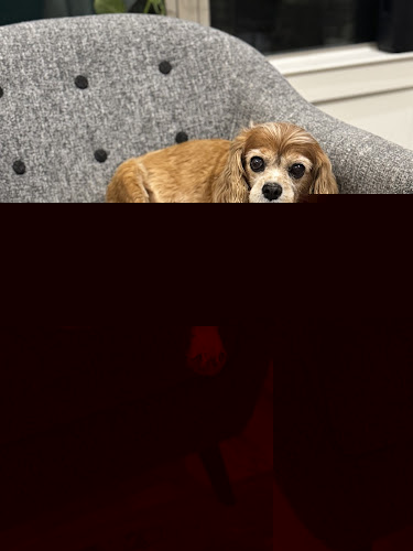 Pampered Paws At The Silo