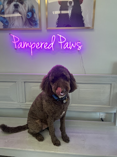 Pampered Paws Cage Free Grooming Salon