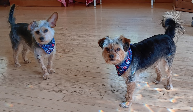 Pampered Paws Dog Grooming