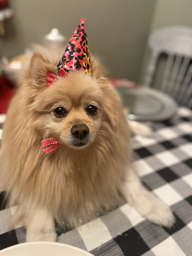 Pampered Paws Grooming By Bree