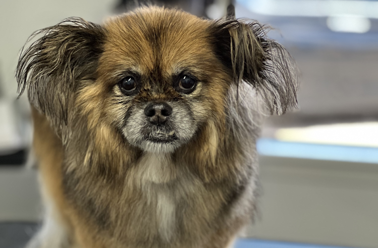 Pampered Paws Grooming Salon