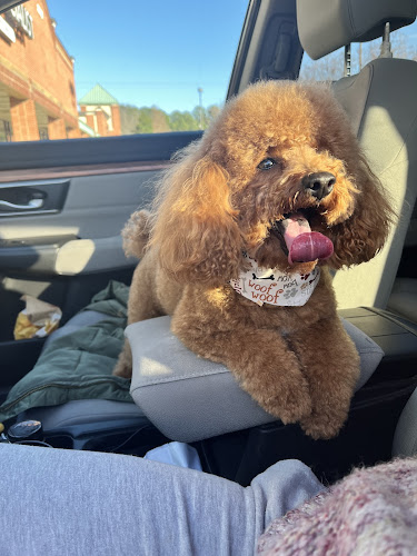 Pampered Paws Pet Grooming