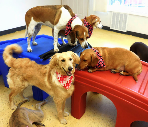 Pampered Pet Grooming at Big Pawz Dog Spa