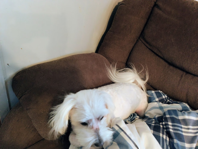 Pampered Pet Grooming Boutique