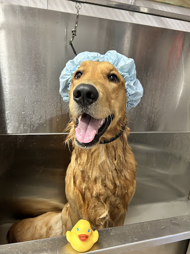 Pampered Pets on Joan Ave, LLC.