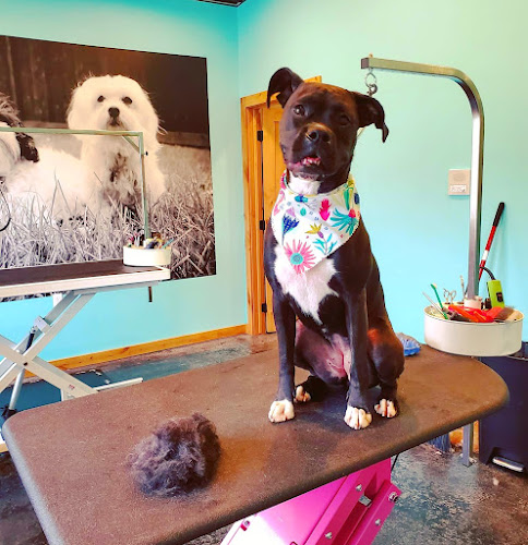 Pampered Pets Retreat & Spa