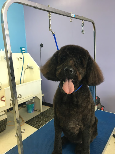 Pampered Petz Grooming