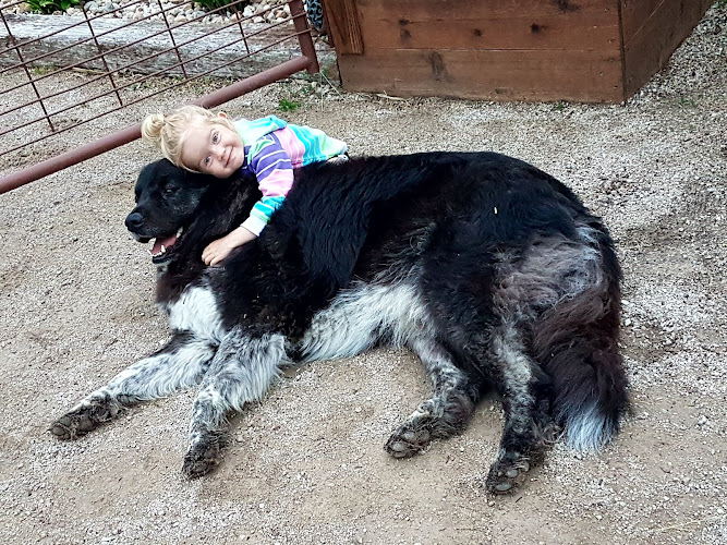 Pampered Pooch Day Spa