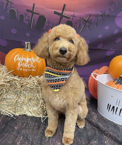 Pampered Pooch Grooming & Boutique