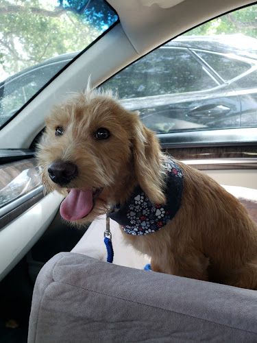 Pampered Pooch Salon