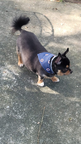 Pampered Pooches Grooming