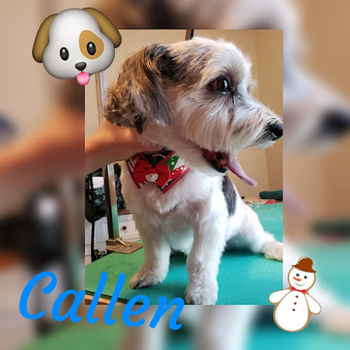 Pampered Pooches LLC