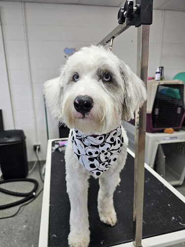 Pampered Puppers Grooming Salon