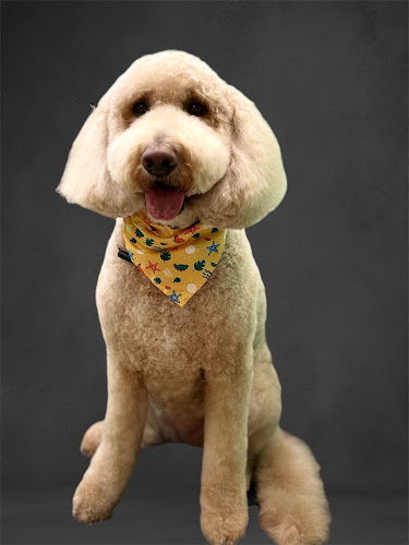 Paradise Pet Grooming & Aquariums