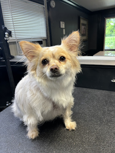 Parc Avenue Pet Grooming