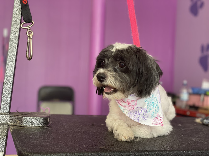 Passion Fur Pets Grooming