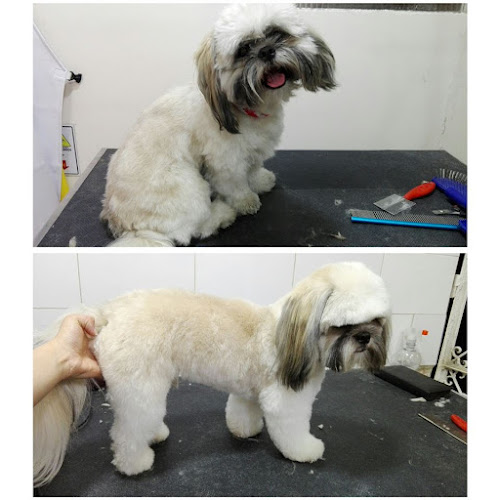 Paticas International Pet Grooming