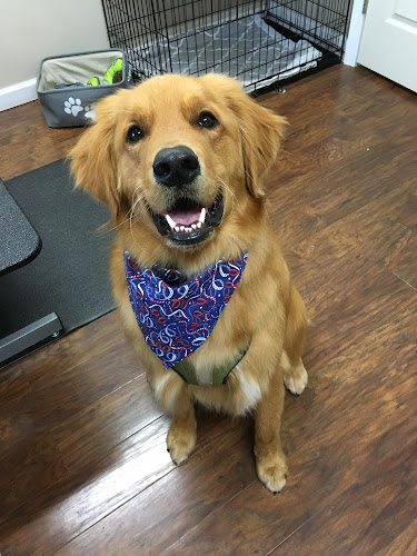 Paton's Pet Grooming