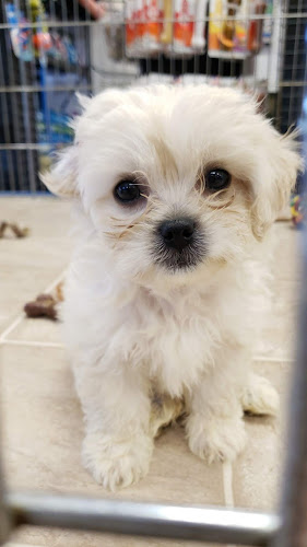 Patriot Pets & Supplies-FL