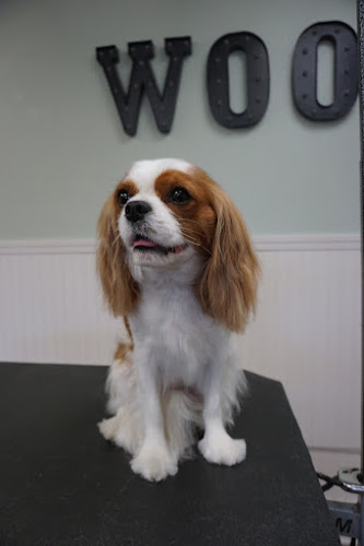 Paw Alley Pet Grooming