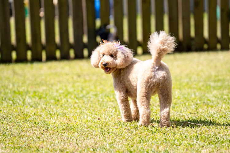Paw Avenue Pet Grooming