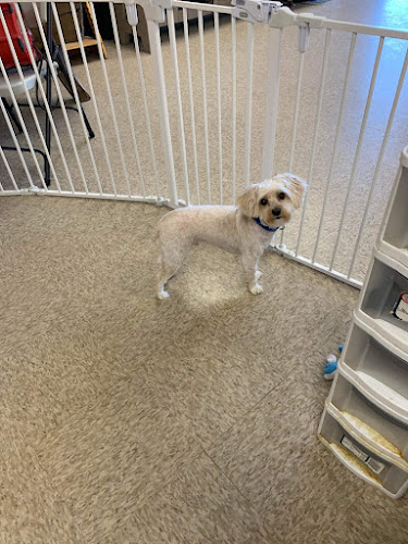 Paw-Fect Grooming By Michiko