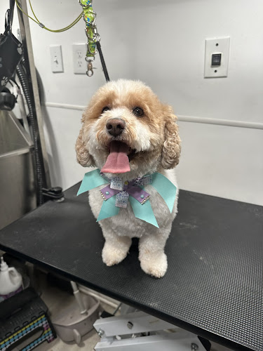 Paw Mobile Grooming and Store