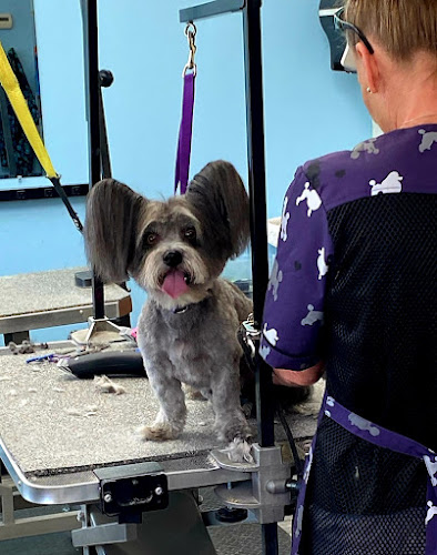 Paw Paradise Spa and Boarding