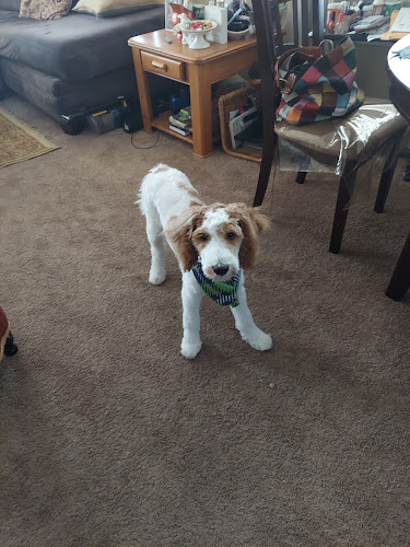 Paw Prints Dog Grooming