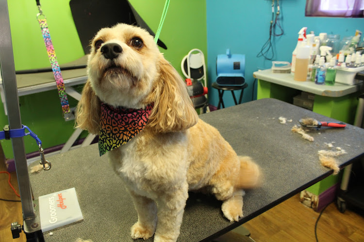 Paw Prints - Harding Highway