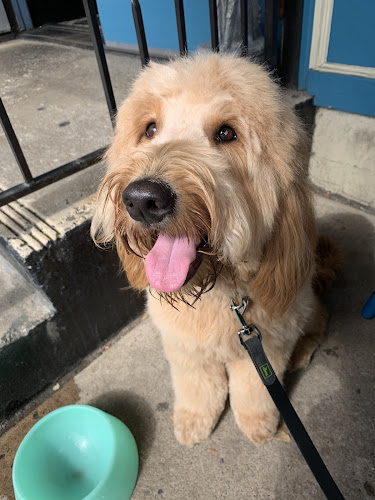 Paw Prints Professional Grooming