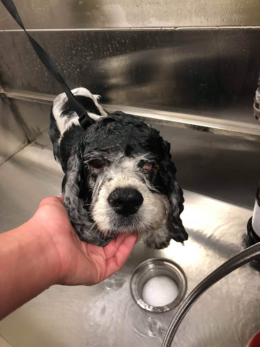 Paw Wash Grooming Salon