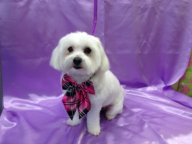 Pawfect Dog Grooming & Boarding