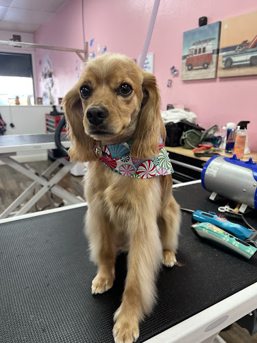 Pawfect Pooches Pet Grooming