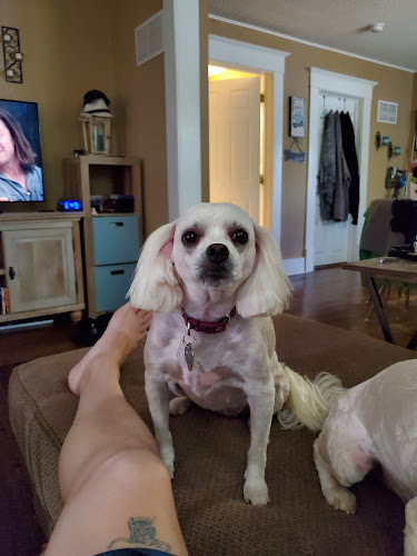 PAWfection Pet Salon.