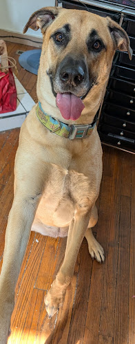 Pawfections Boarding & Grooming (Boarding location)