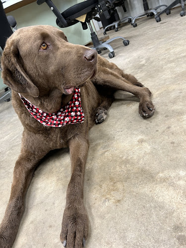 Pawfections Boarding & Grooming ( Fairfield Grooming only location)