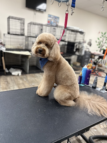 Pawfectly Clean Mobile Grooming