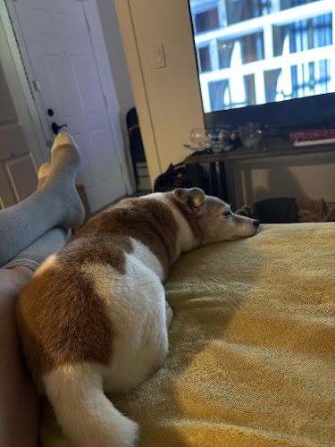 Pawgo San Tan Valley Mobile Grooming