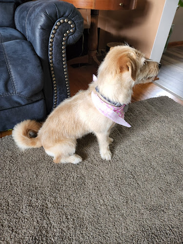 Pawla Dees Pup Salon