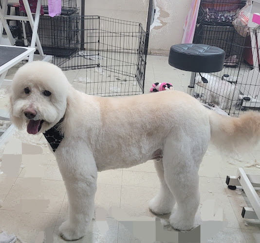 PAWlish Pet Salon & Mobile Grooming